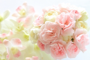 Flores brancas rosa