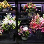 Promolux LED'ler çiçekleri taze tutar ve onları mümkün olan en iyi ışıkta sergiler