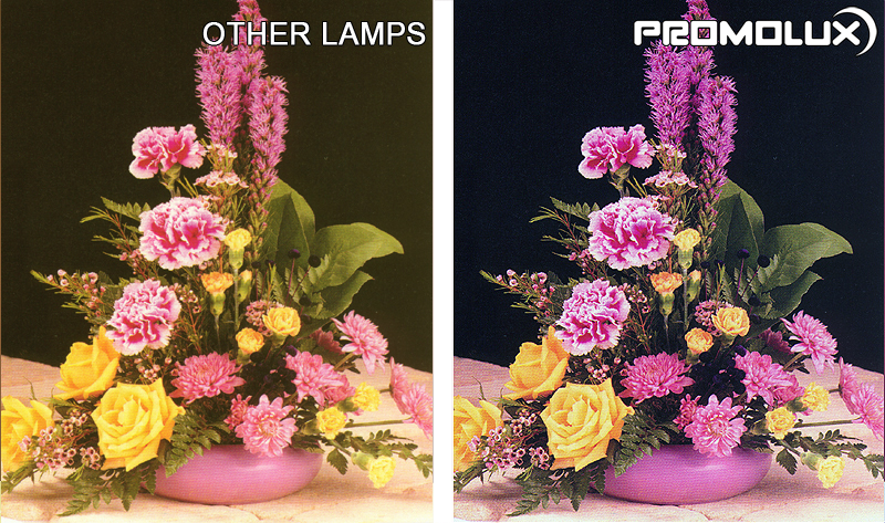 Egymás mellett láthatja a különbséget a Promolux LED-lámpák és a szupermarketek és kisboltok virágos vitrinek normál lámpái között.