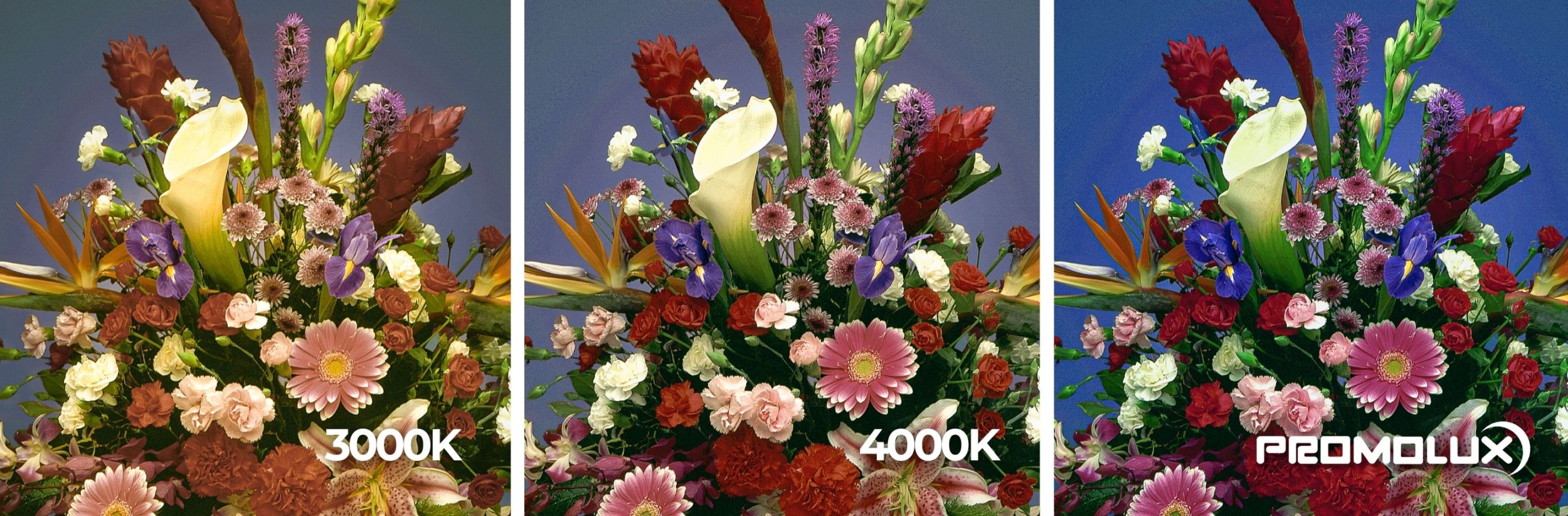 lighting for flower department