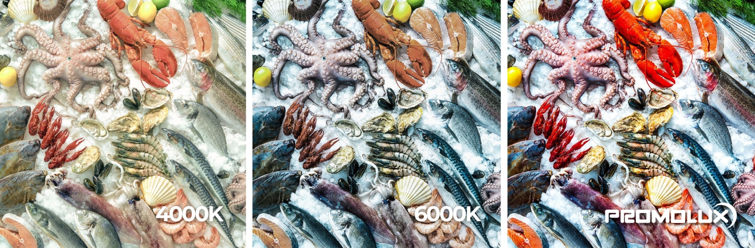 lighting for seafood displays