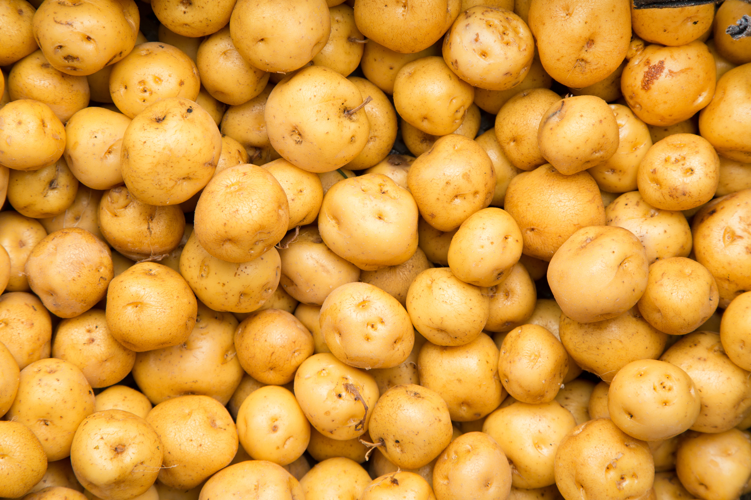 Yellow potato – Solanum phureja Yellow potato - Solanum phureja